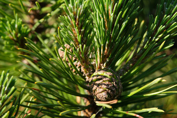 pine cone in a garden closeup macro photo