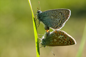 Two butterflies making love macro photography