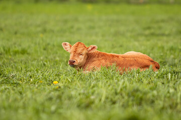 Newborn Cow calf in the meadow green field of countryside