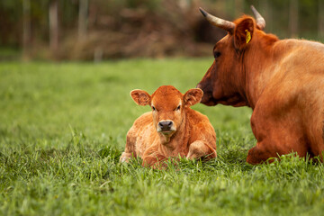 Newborn Cow calf in the meadow green field of countryside