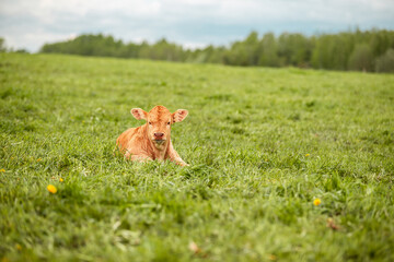 Newborn Cow calf in the meadow green field of countryside