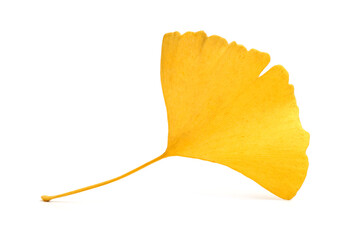Yellowginkgo leaf on white background