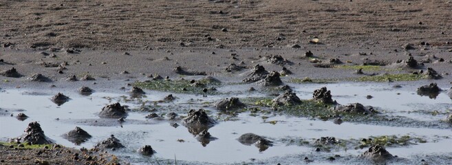 Sandy seabed at low tide with characteristic swirls of sand made by lugworms