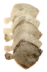 Psetta maxima (Turbot Fish) isolated on white background 