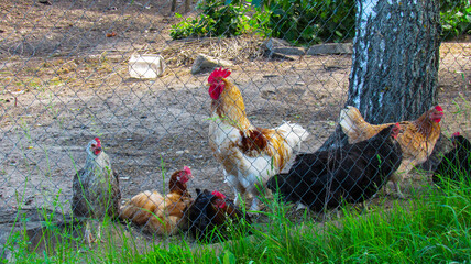 Rooster and hens behind an iron net