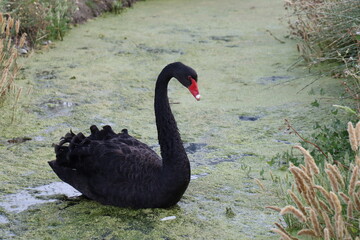 Cigno nero sulla spiaggia di Avlaki