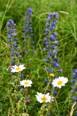 Echium vulgare