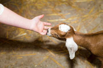 Child and goat