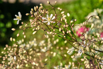 nice small decorative white flowers closeup