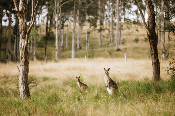 Two Kangaroos