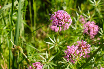 nice small pink flower closeup