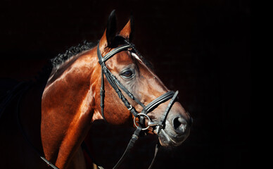Fototapeta na wymiar portrait of beautiful horse on stable background. sunny morning