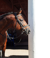 Obraz premium portrait of beautiful Trakehner stallion on stable background. sunny morning