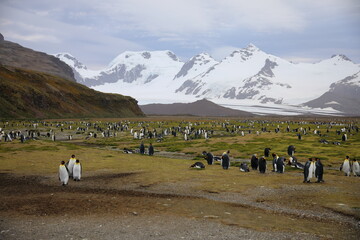 View of South Georgia Island