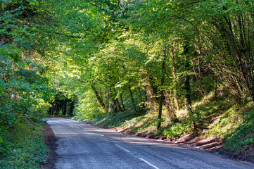 Rural narrow road surrounded by green trees in summer, West Sussex, UK.
