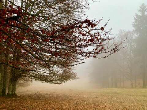 Foggy autumn Grenchenberg, Switzerland