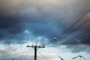 Corellas on power lines