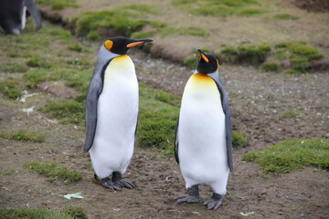 King penguin in South Georgia Island