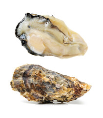 oysters on a white background