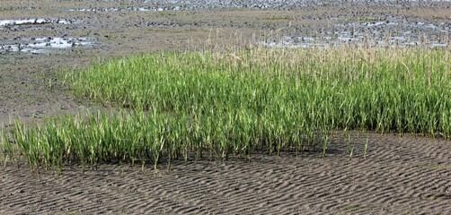 Tidal marsh wetland, The Wadden Sea National Park, Southern Jutland, Denmark ( Vadehavet )	