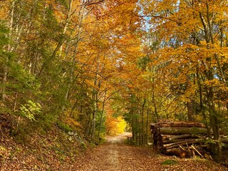 Forest, Jura, Switzerland