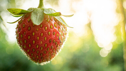 Strawberries in a bush in sunny weather.