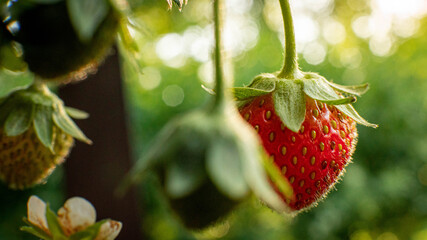 Strawberries in a bush in sunny weather.