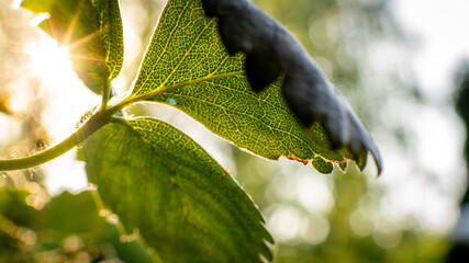 Strawberries in a bush in sunny weather.