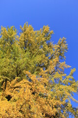 ほとんど黄葉したイチョウの大木