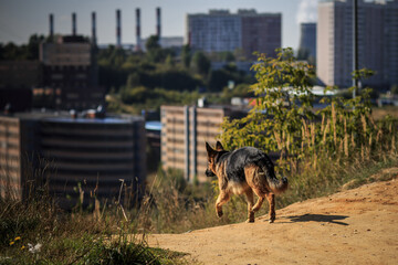 a German shepherd dog runs along the road on a mountain against the background of an industrial city