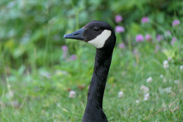 Fototapeta premium country goose branta canadensis
