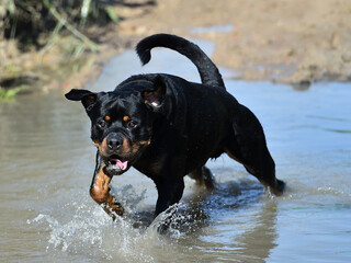 a mighty rottweiler in a water