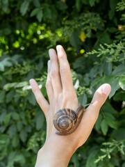Woman hand with live snail on green foliage background. Shelled gastropod crawls on human palm. Symbol of nature exploration, unity of people and nature.