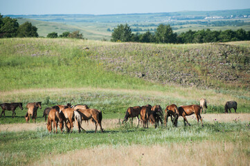 Rural landscape with horses on grazing