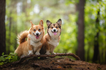 Naklejka na ściany i meble two happy dogs during a walk