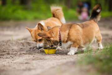 two welsh corgi dogs drinking water during a walk in a forest