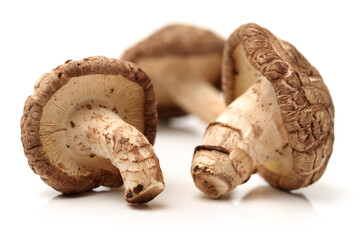 mushrooms on white background