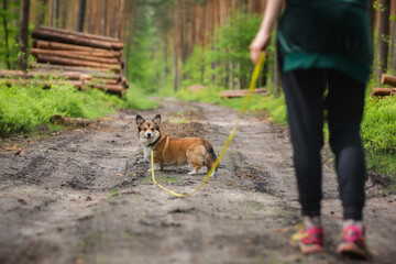 Welsh corgi pembroke training with owner in a forest