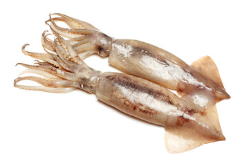 Fresh squid isolated on white background 