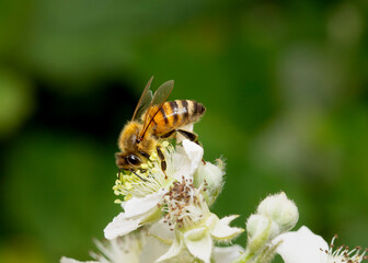 bee on a flower