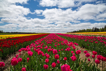 Fototapeta na wymiar field of tulips and sky