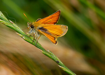 butterfly on a flower