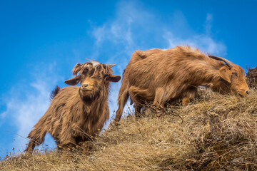 Himalayan Goats, Darjeeling, West Bengal, India