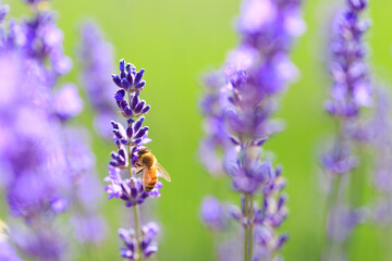 bee and lavender