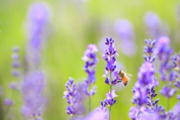 bee and lavender