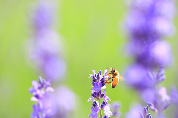 bee on lavender