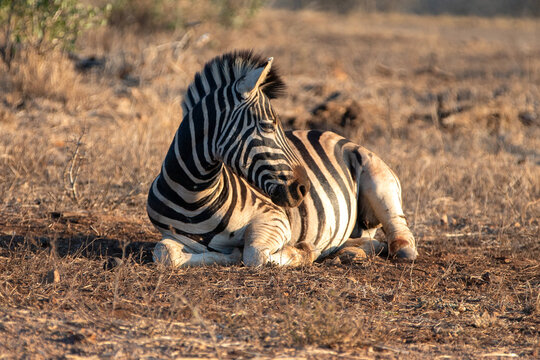 Zebra stallion [equus quagga] rolling in the dirt and laying down in Africa