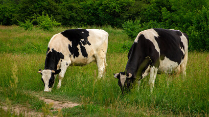 Large cows grazes on a bright green meadow