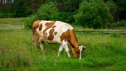 Fototapeta na wymiar Large cow grazes on a bright green meadow