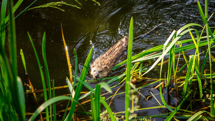 Small nimble animal swims in the lake in the rain